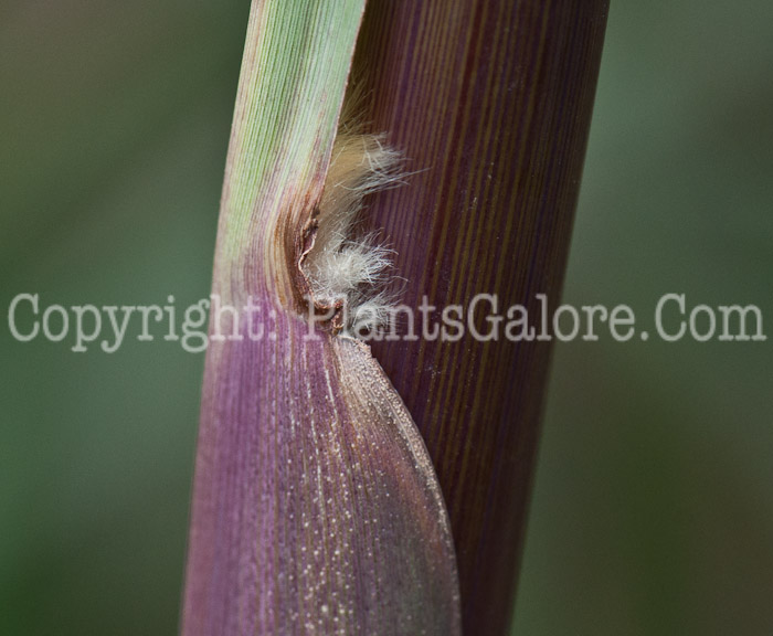 PGC-G-Erianthus-ravennae-aka-Ravenna-Grass-stem-7