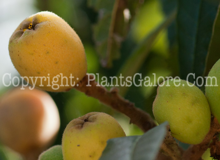 PGC-T-Eriobotrya-japonica-aka-Loquat-0214-1