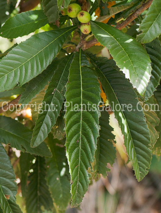 PGC-T-Eriobotrya-japonica-aka-Loquat-0214-3