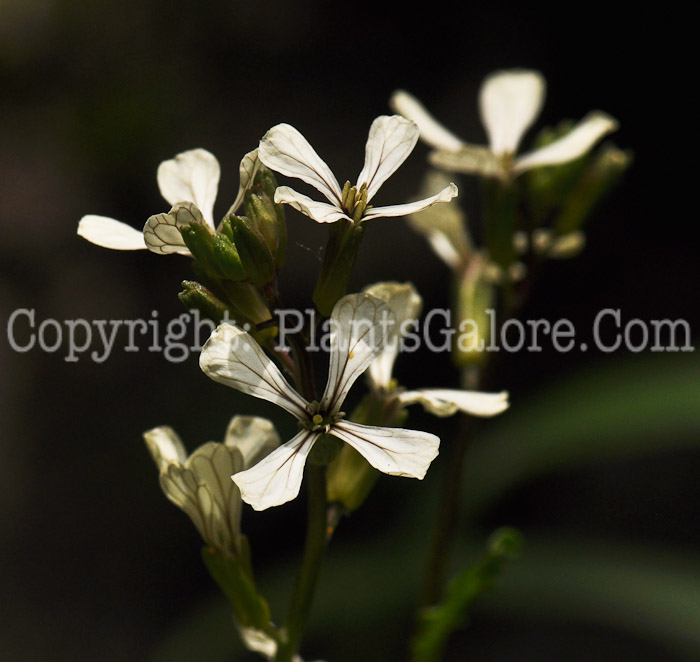 PGC-A-Eruca-versicaria-subsp-sativa-aka-Arugula-2