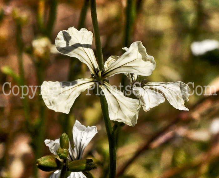 PGC-A-Eruca-versicaria-subsp-sativa-aka-Arugula-4