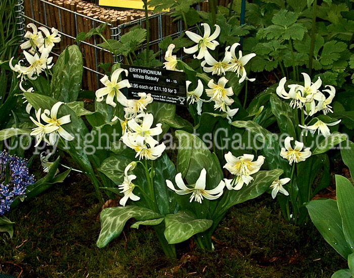 PGC-P-Erythronium-White-Beauty-1