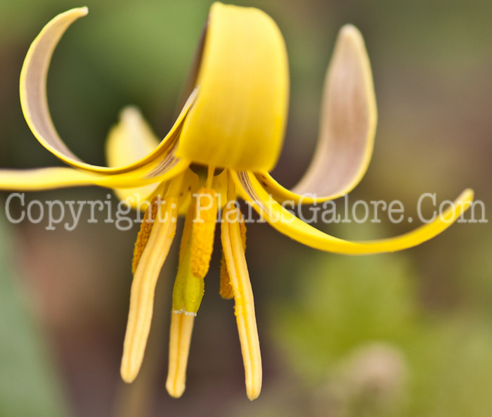 PGC-P-Erythronium-americanum-aka-Trout-Lily-0514i-15