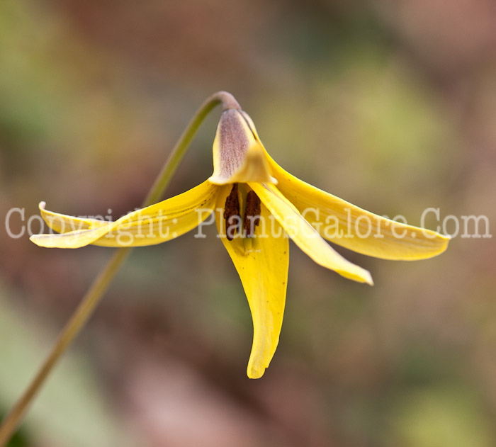 PGC-P-Erythronium-americanum-aka-Trout-Lily-0514i-16