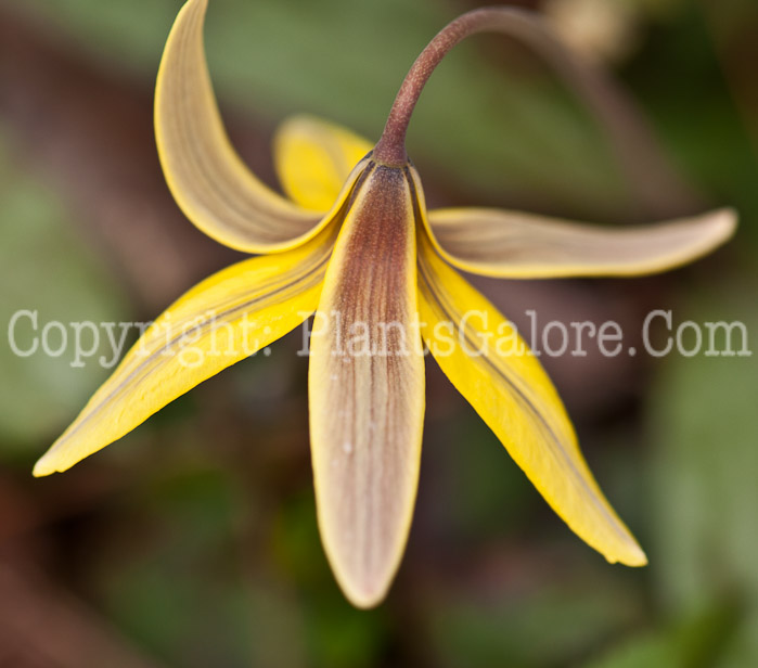 PGC-P-Erythronium-americanum-aka-Trout-Lily-0514i-17