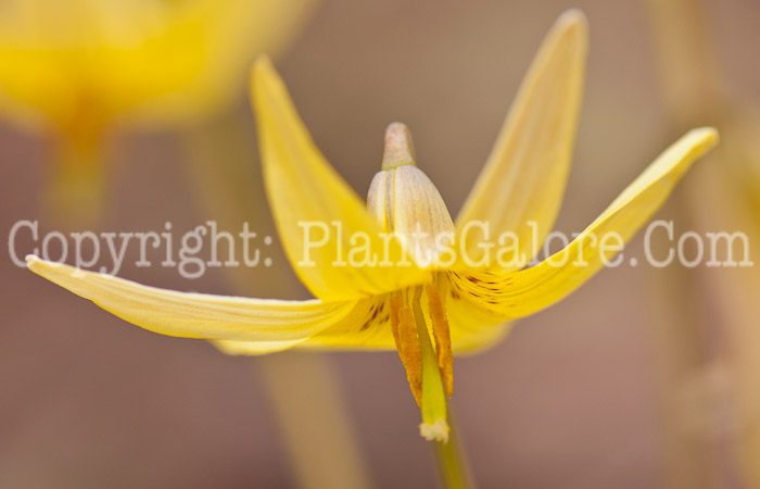 PGC-P-Erythronium-americanum-aka-Trout-Lily-0514i-3