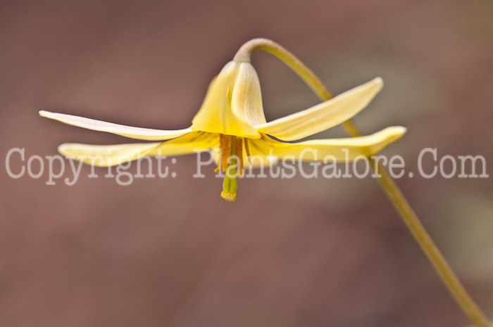 PGC-P-Erythronium-americanum-aka-Trout-Lily-0514i-6