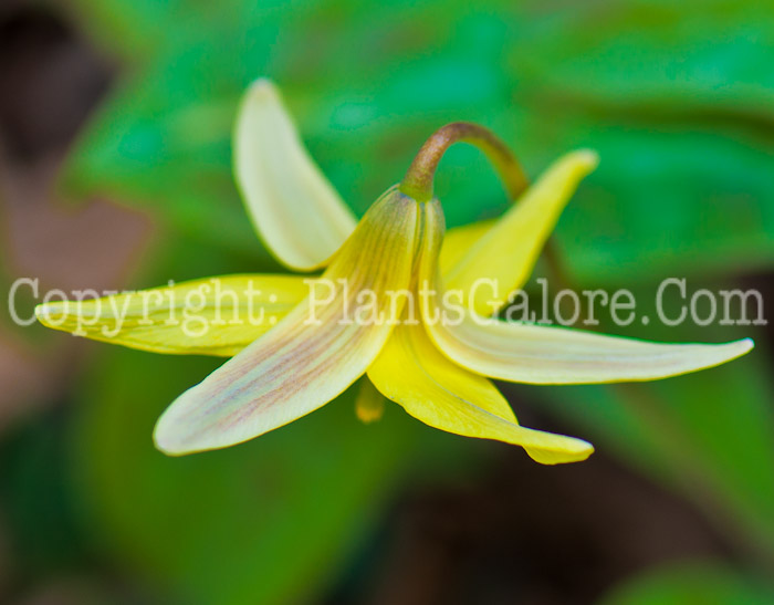 PGC-P-Erythronium-americanum-aka-Trout-Lily-0514i-8