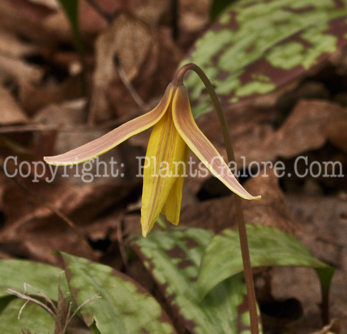 PGC-P-Erythronium-americanum-aka-Yellow-Trout-Lily-10