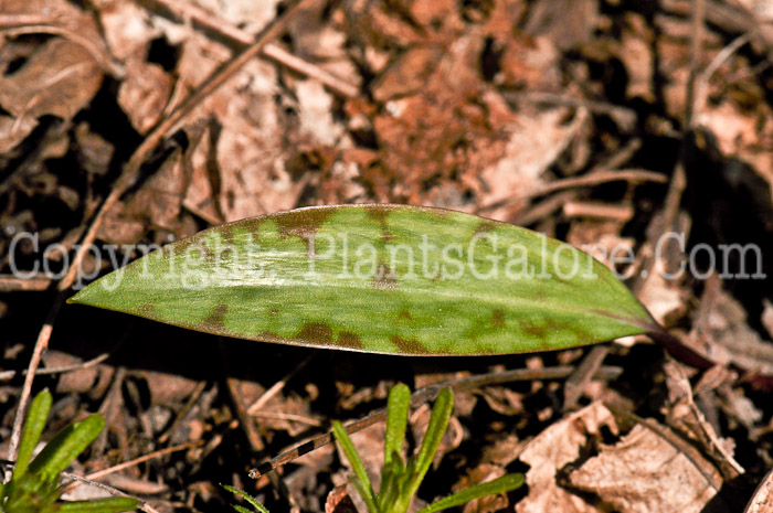 PGC-P-Erythronium-americanum-aka-Yellow-Trout-Lily-11