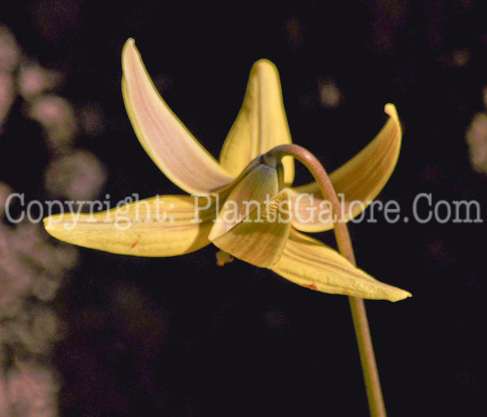 PGC-P-Erythronium-americanum-aka-Yellow-Trout-Lily-2
