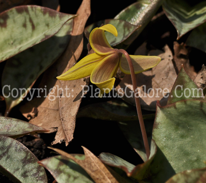PGC-P-Erythronium-americanum-aka-Yellow-Trout-Lily-4