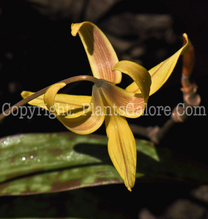 PGC-P-Erythronium-americanum-aka-Yellow-Trout-Lily-5