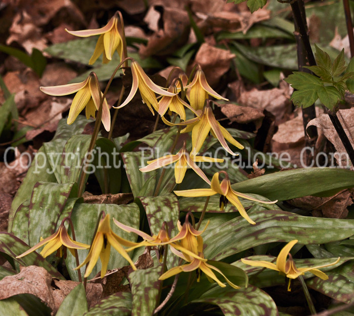 PGC-P-Erythronium-americanum-aka-Yellow-Trout-Lily-8