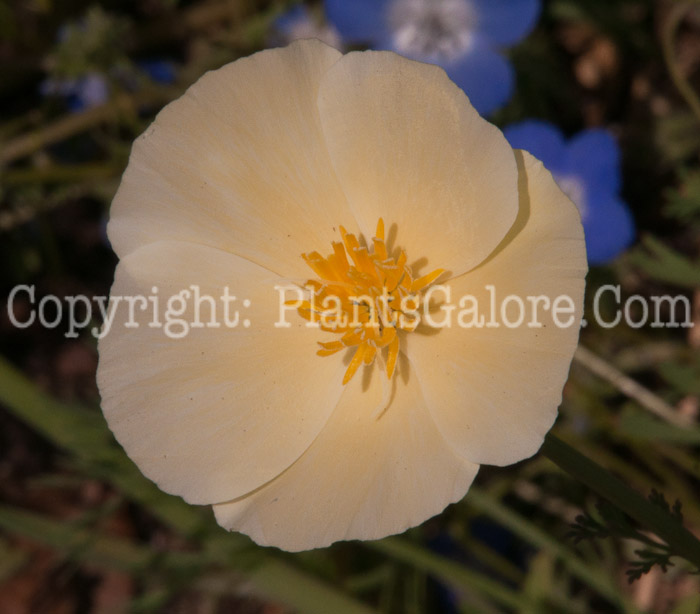 PGC-P-Eschscholzia-californica-Alba-aka-White-California-Poppy-0614-1
