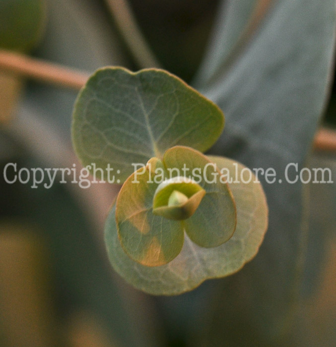 PGC-A-Eucalyptus-cinerea-aka-Argyle-Apple-1