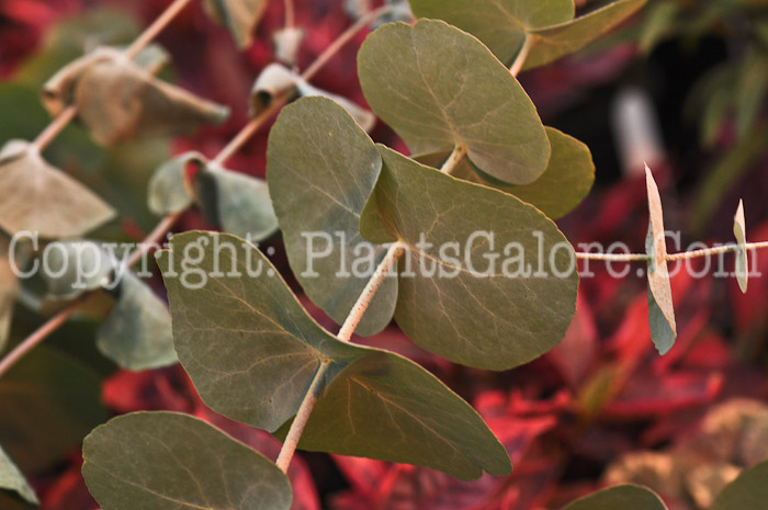 PGC-A-Eucalyptus-cinerea-aka-Argyle-Apple-2