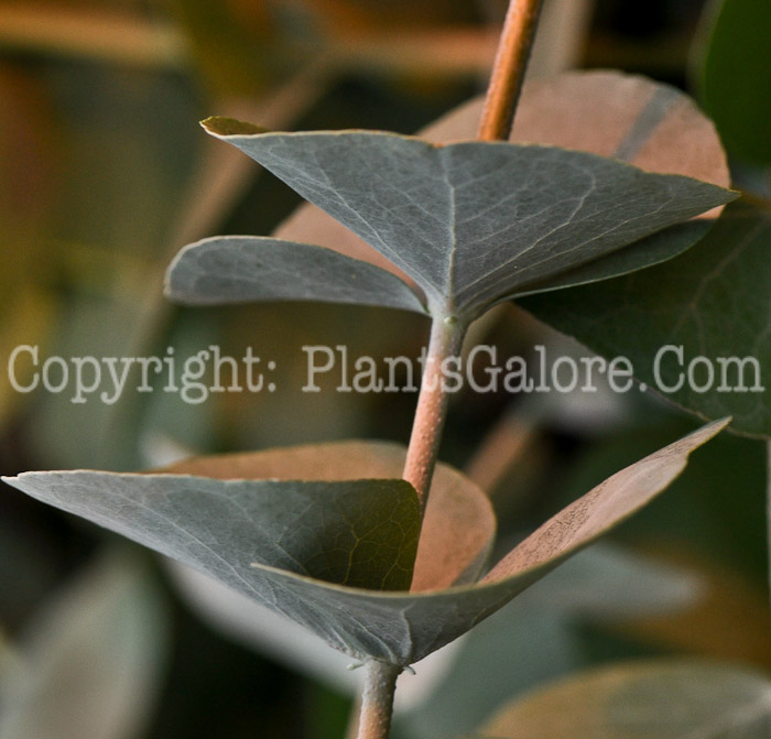 PGC-A-Eucalyptus-cinerea-aka-Argyle-Apple-4