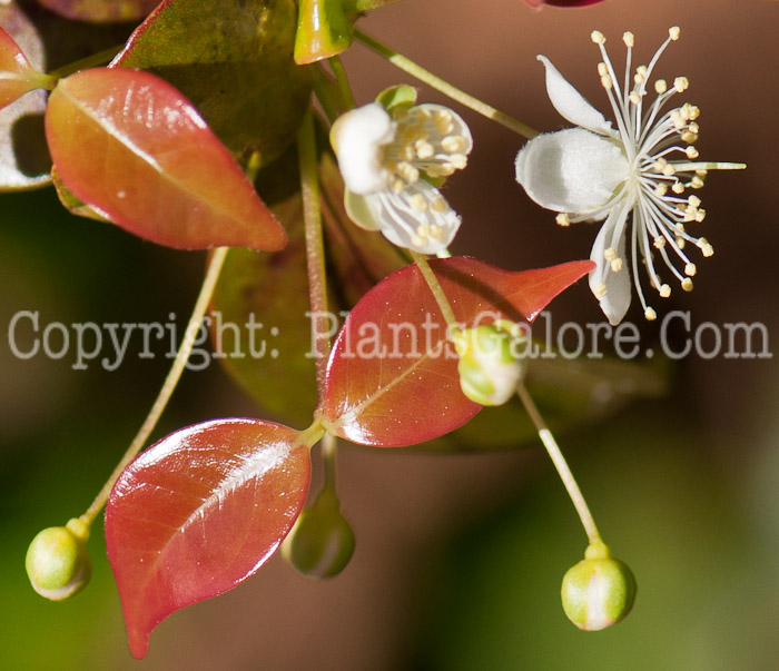 PGC-S-Eugenia-uniflora-aka-Surinam-Cherry-0214-2