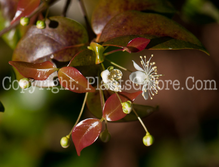 PGC-S-Eugenia-uniflora-aka-Surinam-Cherry-0214-4