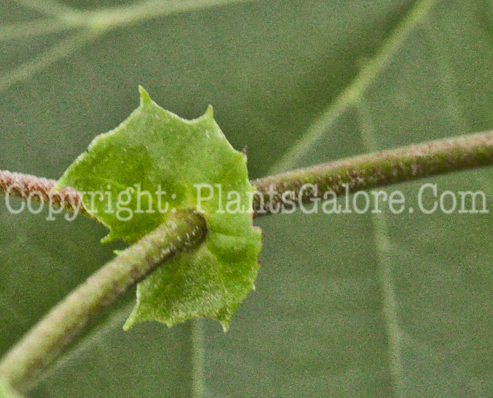 PGC-T-Euptellia-polyandra-aka-Japanese-Tassel-Tree-2