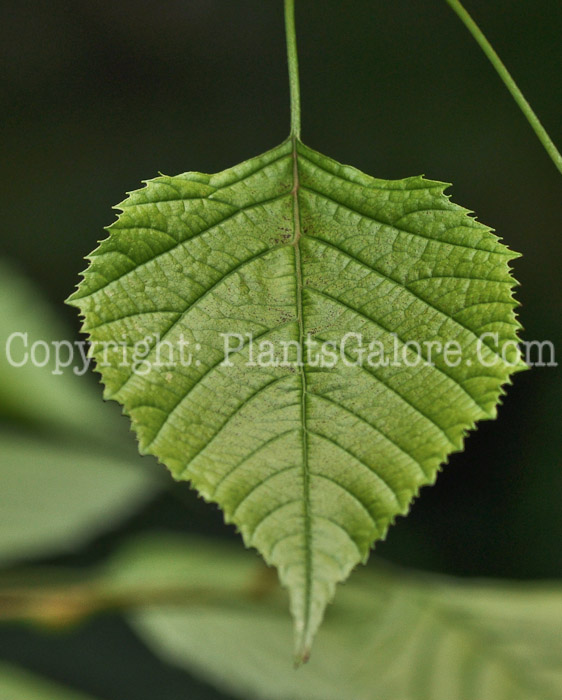 PGC-T-Euptellia-polyandra-aka-Japanese-Tassel-Tree-4