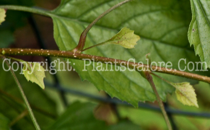 PGC-T-Euptellia-polyandra-aka-Japanese-Tassel-Tree-5