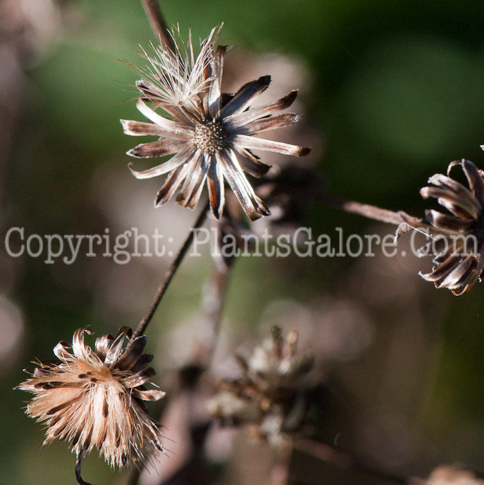 PGC-P-Eurybia-macrophylla-aka-Bigleaf-Aster-1013x-2