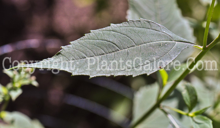 PGC-P-Eurybia-macrophylla-aka-Bigleaf-Aster-713-2