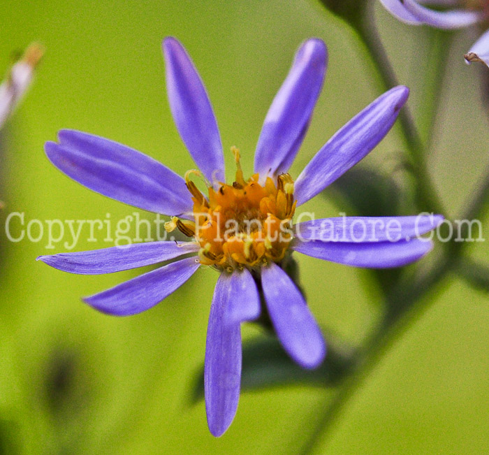 PGC-P-Eurybia-macrophylla-aka-Bigleaf-Aster-813m-2