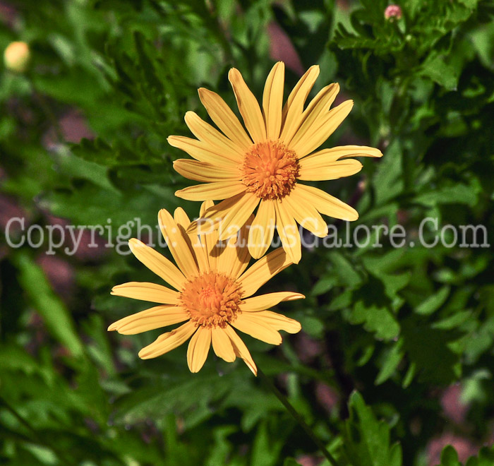 PGC-S-Euryops-chyrsanthemoides-aka-Bush-Daisy-2013-1