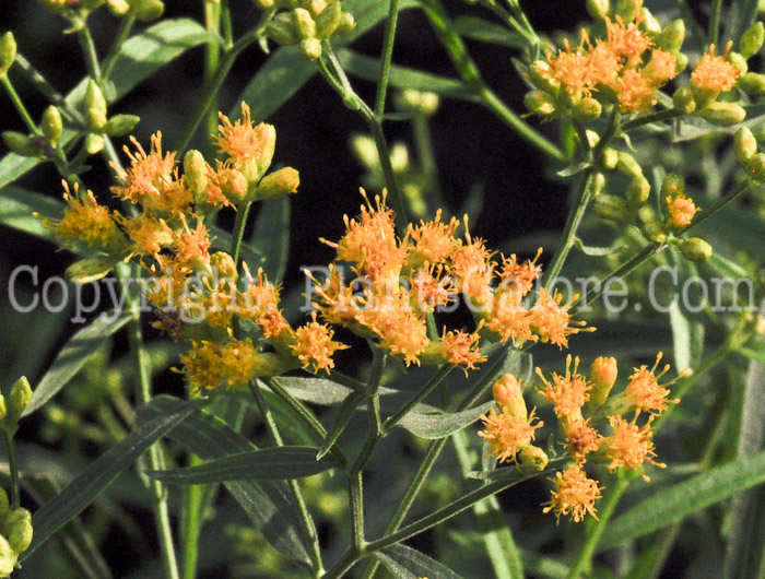 PGC-P-Euthamia-graminifolia-aka-Flat-Topped-Goldenrod-813-1