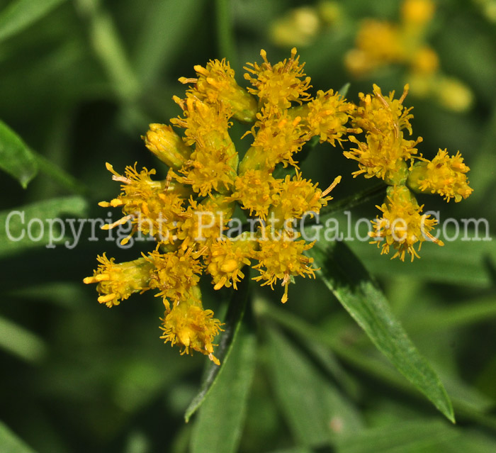 PGC-P-Euthamia-graminifolia-aka-Grass-Leaved-Goldenrod-913-1