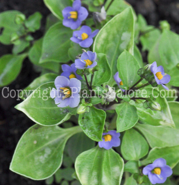 PGC-A-Exacum-affine-aka-Persian-Violet-1