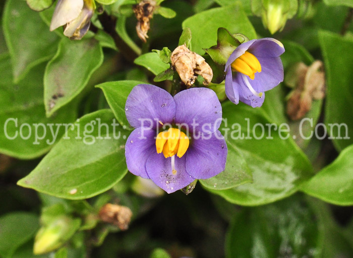 PGC-A-Exacum-affine-aka-Persian-Violet-613-1