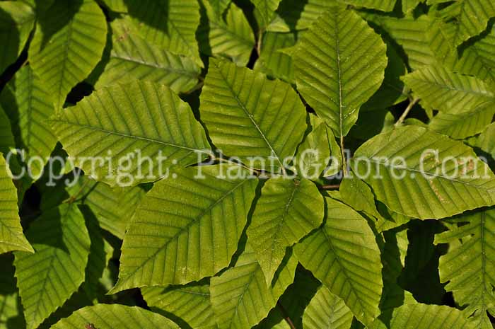 PGC-T-Fagus-grandiflora-2010-01