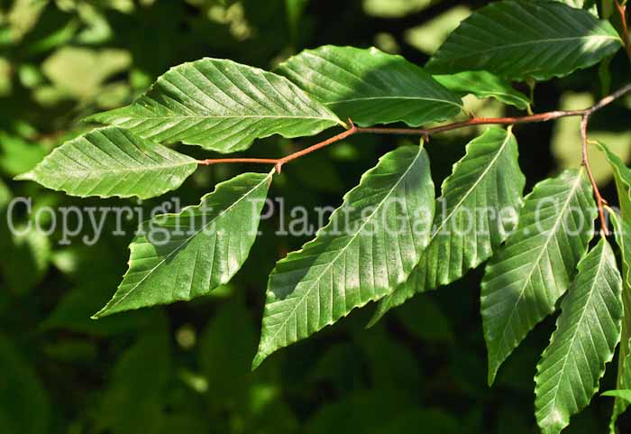 PGC-T-Fagus-grandifolia-06-12-2