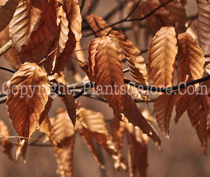 PGC-T-Fagus-grandifolia-4