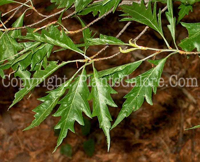 PGC-T-Fagus-sylvatica-Laciniata-2010-02