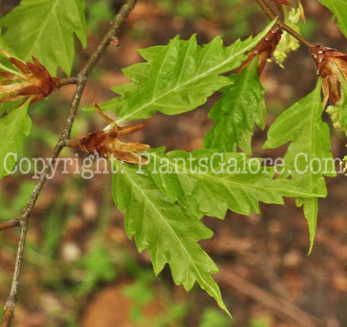PGC-T-Fagus-sylvatica-Laciniata-aka-European-Cut-Leaf-Beech-0613-1