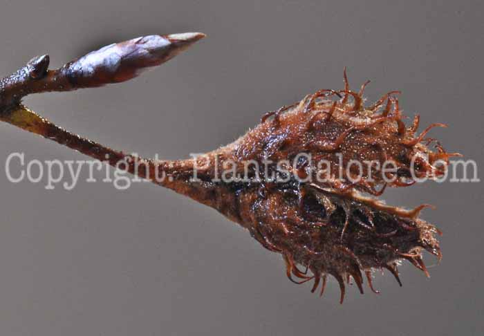 PGC-T-Fagus-sylvatica-November-MSU-2011-1