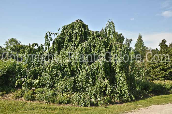 PGC-T-Fagus-sylvatica-Pendula-05-12-1