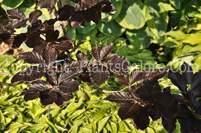 PGC-T-Fagus-sylvatica-atropurpurea-Klehm-2010-01