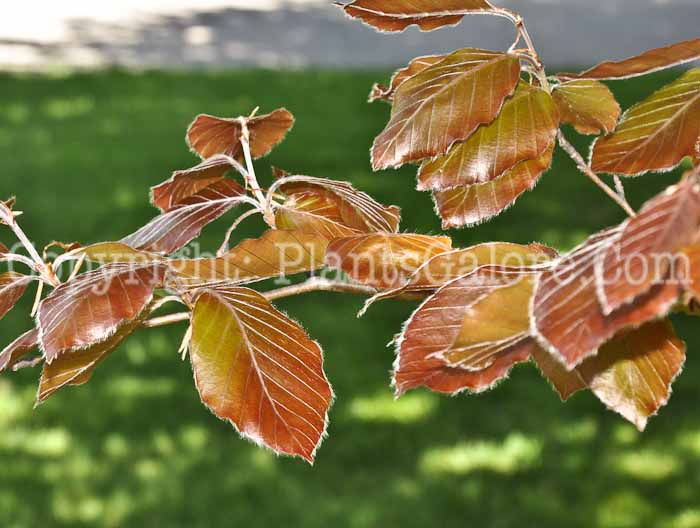 PGC-T-Fagus-sylvatica-purpleleaf-2010-3