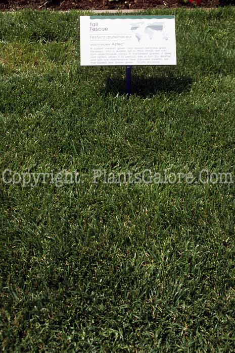PGC-G-Festuca-arundinacea-aka-Tall-Fescue-1