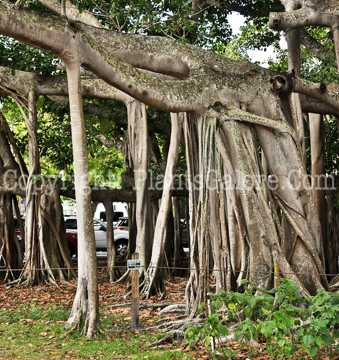 PGC-T-Ficus-benghalensis-aka-Banyan-Tree-1