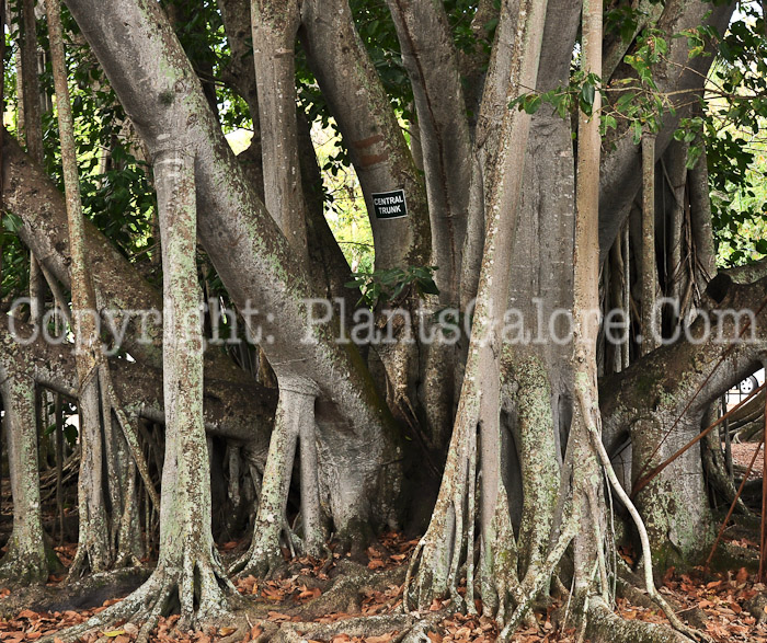 PGC-T-Ficus-benghalensis-aka-Banyan-Tree-2