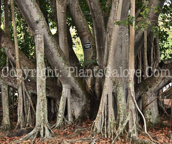 PGC-T-Ficus-benghalensis-aka-Banyan-Tree-2