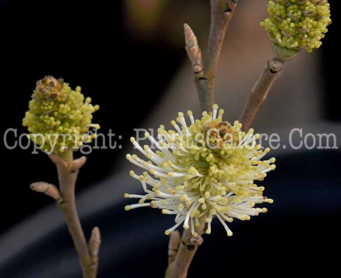 PGC-S-Fothergilla-major-Mount-Airy-1