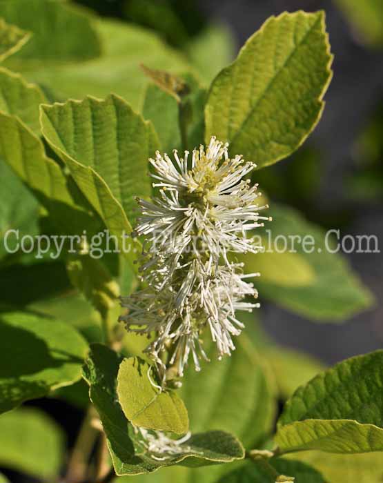 PGC-S-Fothergilla-major-Mount-Airy-3